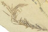 Shale With Dawn Redwood (Metasequoia) Fossils - Montana #356494-1